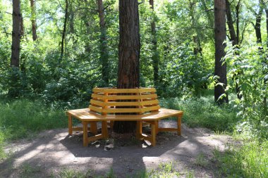 Parktaki ağacın etrafındaki sıra dışı ahşap bank