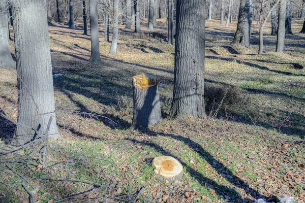 stock image Illegal logging of trees in the forest