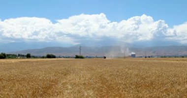Güneşli yaz gününde mavi gökyüzü arka planına karşı sarı arpa tarlasının yakın görüntüsü. Tarımsal ülke doğası manzara modeli
