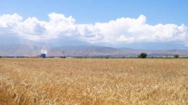 Güneşli yaz gününde mavi gökyüzü arka planında sarı arpa filizlerinin yakın görüntüsü. Tarımsal ülke doğası manzara modeli