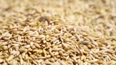 Taze hasat edilmiş tahılların yığılıp döküldüğü yeri kapatın.