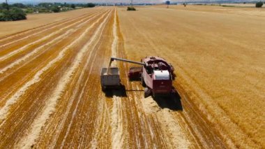 Bishkek, Kırgızistan - 14 Temmuz 2022: Kamyona Buğday Tanesi Yükleyen Birleşmiş Hasat 'ın Hava Görünümü
