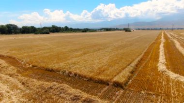Olgun arpa tarlalarının hava manzarası
