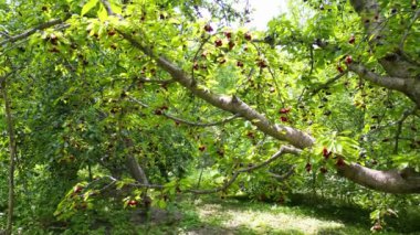 Bahçedeki kiraz dalından sarkan olgun kirazların havadan görünüşü