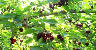 Kiraz ağacından sarkan olgun kirazların yakın çekimi