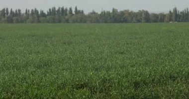 Buğday tarlasına düşen su damlalarının yakınına. Silahlar Fıskiye Sulama Sistemi Sulama