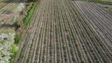 Olgunlaşmamış ahududu tarlalarının hava manzarası