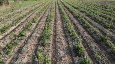 Olgunlaşmamış ahududu tarlalarının hava manzarası