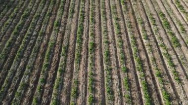 Olgunlaşmamış ahududu tarlalarının hava manzarası