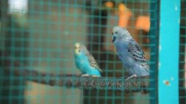 Mavi papağanlar büyük kafeslerde uçuyor ve cıvıldıyor
