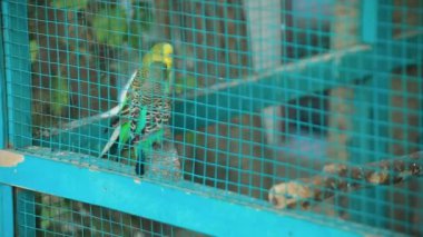 Kafeste oturan farklı renkli papağanlar.