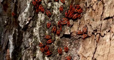 Ağaç kabuğundaki kırmızı ve siyah kundakçı kümesine yakın çekim