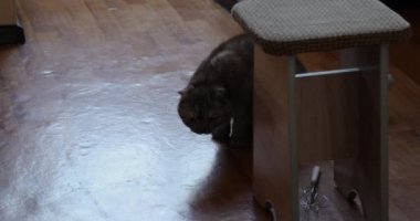 Evde sindirim sorunu olan hasta kedi yerde geğiriyor.