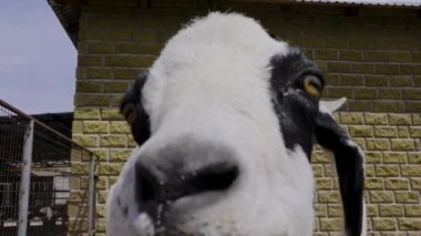 Bir keçinin yüzünü yavaş çekimde yakına çekerek, burnunun ve ağzının detaylı bir görüntüsünü alarak, bir çiftlik arka planına karşı koyuyor.