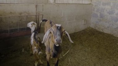 Bir ahırdaki keçilerin yavaş çekim videosu, biri kameraya bakıyor ve diğeri de kapalı bir çiftlik ortamında görüntüleniyor.