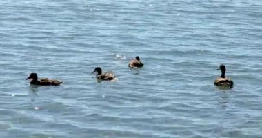 Güneşli bir günde gölde yüzen ördek yavrularıyla anne ördek.