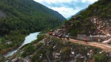 Nehirle dağ yolunda otlayan vahşi at sürüsünün hava manzarası.