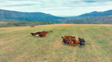 Otlakta koşan vahşi at sürüsünün havadan görünüşü