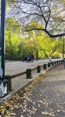New York, ABD - 14 Haziran 2022: Sonbaharda New York 'ta Central Park. New York 'taki Central Park' ta at arabaları