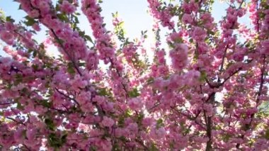 Pembe kiraz çiçeklerinin yavaş çekim görüntüsü.