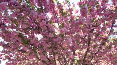Pembe kiraz çiçeklerinin yavaş çekim görüntüsü.