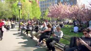 New York, ABD - 15 Nisan 2019: Washington Square Park 'taki insanlar güneşli bir günde yeşil çimlerde oturarak pembe kiraz çiçeklerinin tadını çıkarıyorlar