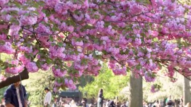 New York, ABD - 15 Nisan 2019: Washington Meydanı Pembe kiraz çiçeklerinin tadını çıkaran ve güneşli bir günde yeşil bir çimenlikte oturan insanlar