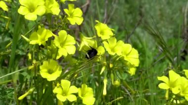 Yeşil bir çiçekte uçan yaban arısına yakın çekim