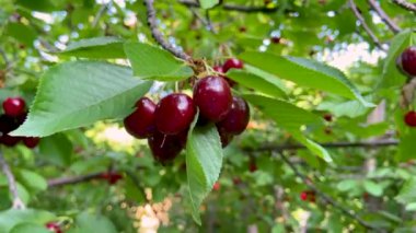 Kiraz ağacından sarkan olgun kirazların yakın çekimi
