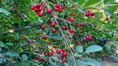 Ağacın dalına asılmış ekşi kiraz meyvelerinin yakın çekimi.