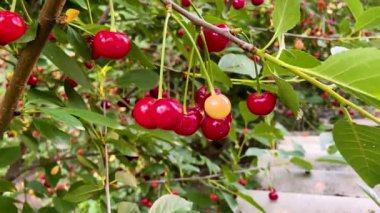 Ağacın dalına asılmış ekşi kiraz meyvelerinin yakın çekimi.