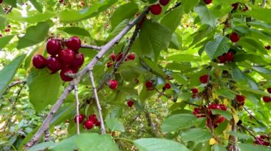 Kiraz ağacından sarkan olgun kirazlar.