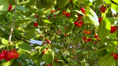 Olgunlaşmamış kirazlar kiraz ağacından sarkmış.