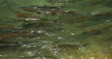 Yapay havuzlarda alabalık yetiştiriyor.