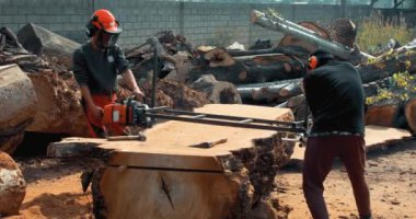 Oduncu tahta yapmak için ağaç gövdesini elektrikli testere ile kesiyor.