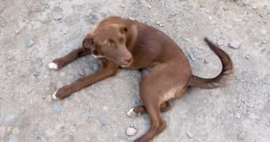 Tatlı köpek yerde yatıyor ve kuyruğunu sallıyor.