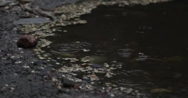 Yağmurlu bir günde birikintiye damlayan yağmur damlalarının yakın çekimi