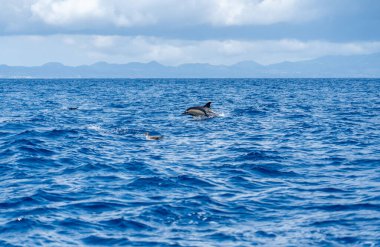 Mavi Atlantik 'te sudan atlayan bir yunus ve yanında deniz kuşları.