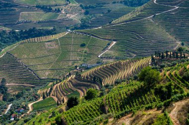 Douro Vadisi 'nin yamaçlarında süzülen teraslı üzüm bağlarının ve zeytin ağaçlarının karmaşık desenlerini gözler önüne seren yükseltilmiş bir manzara.