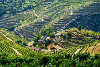 Geleneksel evlerden oluşan bir küme, Douro Vadisi 'nin yemyeşil üzüm bağları tarafından açık bir gökyüzünün altında kucaklanan tuhaf bir köy oluşturur.