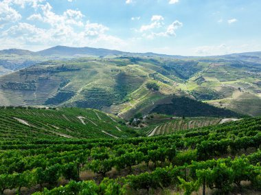 Yamaçtan, asma sıraları ve derin teraslı vadileri görün