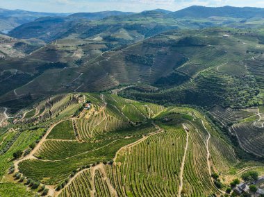Panoramik hava dağlık alanda geniş üzüm bağları gösteriyor.