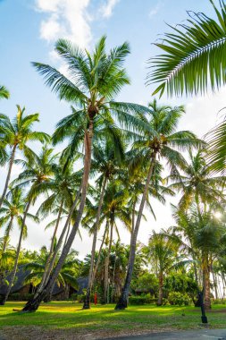 Tropikal palmiye ağaçları sazdan çatı kulübelerinin yakınındaki bir tatil köyü çimlerinin üzerinde kıvrılıyor.