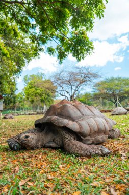Büyük bir kaplumbağa, yapraklarla kaplı çimenli bir alanda, ağaç tepe örtüsünün altında yatıyor.