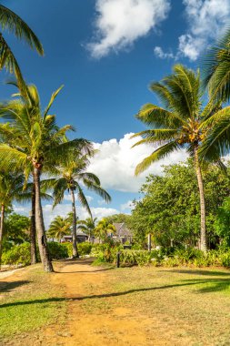 Hindistan cevizi palmiyeleri sazdan çatılara açılan güneşli tropikal bahçe yolu