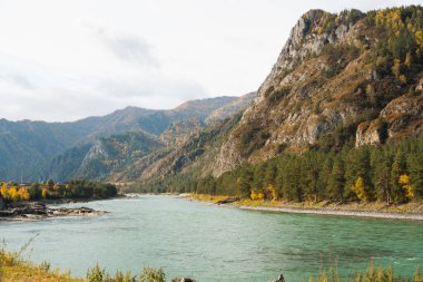 Geniş bir nehir, Altai Cumhuriyeti 'nde yeşil ve sarı sonbahar ağaçlarını ve bulutlu gökyüzünü gösteren orman yamaçlarıyla bir dağ vadisinde akıyor.