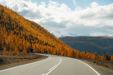 Dönek bir yol vadiye çıkar yamaçları olan bir vadiye canlı sarı sonbahar ağaçları ve karla kaplı dağlarla kaplı bir ormana.