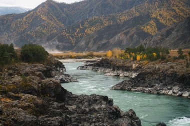 Geniş bir nehir, Altai Cumhuriyeti 'nde sonbahar ağaçları ve bulutlu gökyüzü ile kaplı yamaçlarıyla kayalık bir vadiden akıyor.