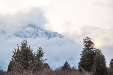 Bulutlardan yükselen karlı bir dağın panoramik görüntüsü, ön planda yüksek ağaçların tepeleri.
