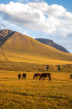 Küçük bir at sürüsü uçsuz bucaksız, altın ve yeşil bir tarlada otlar. Yuvarlanan tepeler ve bulutlu bir gökyüzünün altında büyük bir dağ vardır.